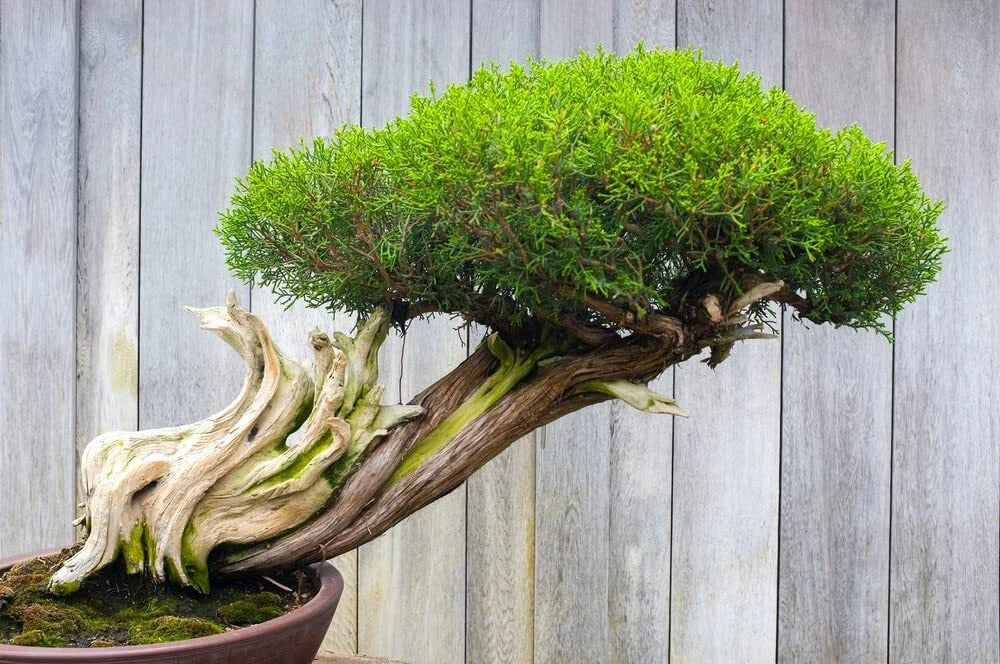Thuja plicata Bonsai Tree Seeds - Western Red Cedar Evergreen Seeds for Gardening and Landscaping - 30 Seeds
