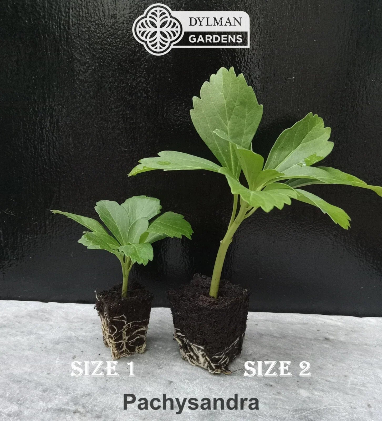 Live Japanese Spurge Plants - Pachysandra terminalis - Ground Cover, Shade Tolerant, Size 2, 100 Pack