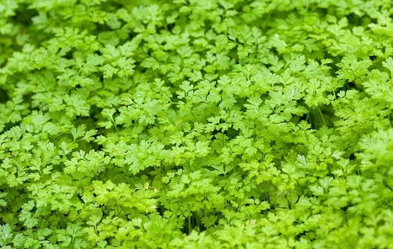 Winter Chervil Seeds - 500+ Count, Gourmet Herb, French Parsley, Sweet Sicily, Anthriscus cerefolium, Cool Weather Plant