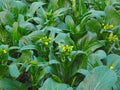Asian Yu Choy Seeds - 200+ Brassica rapa subsp. chinensis Choi Sum, Edible Green, Annual, Full Sun to Partial Shade