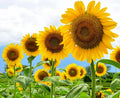Mammoth Sunflower Seeds Pack | Giant Yellow Helianthus annuus | 100+ Seeds for Planting