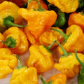 Jamaican Yellow Mushroom Hot Pepper Seeds, Capsicum chinense, Spicy Culinary, 30+ Seeds, Free Shipping