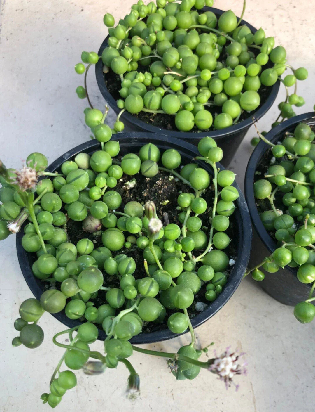 String of Pearls Plant - 2" Potted Senecio Rowleyanus Succulent, Trailing Green Indoor Plant