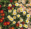 English Daisy Wildflower Seeds Bellis perennis Non-GMO Heirloom Easy to Grow Garden Seeds