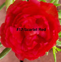 Moss Rose Cuttings 10 Unrooted Scarlet Red Portulaca Grandiflora Drought-Tolerant Ground Cover