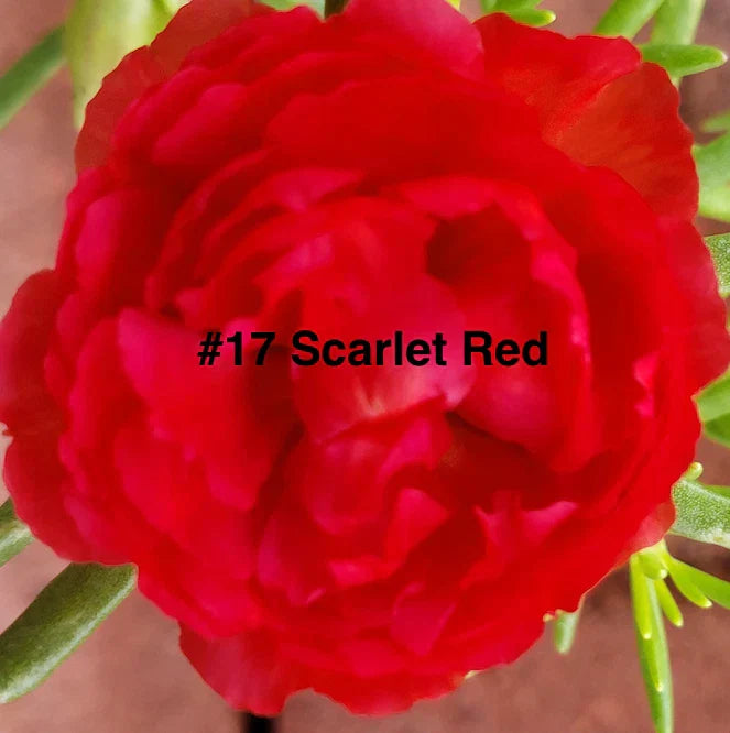Moss Rose Cuttings 10 Unrooted Scarlet Red Portulaca Grandiflora Drought-Tolerant Ground Cover