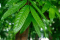 Japanese Stone Oak Tree Seeds - Lithocarpus edulis - Hardy Landscape Tree with Foliage, 5 Seeds