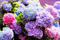 Mixed Color Hydrangea Seeds 50 Pack Hydrangea macrophylla Easy to Grow Large Blooms Garden Plant