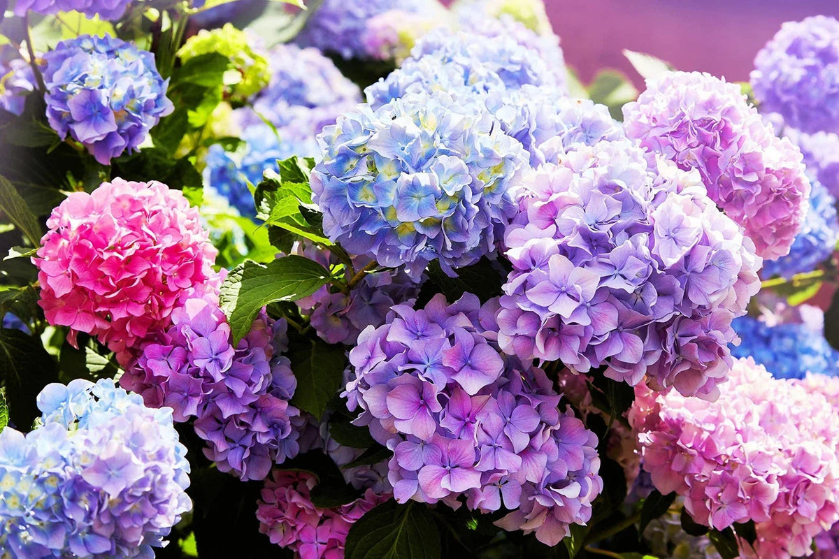 Mixed Color Hydrangea Seeds 50 Pack Hydrangea macrophylla Easy to Grow Large Blooms Garden Plant