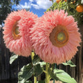 Pink Giant Teddy Bear Sunflower Seeds - Fluffy Double Blooms Helianthus annuus 50pcs for Garden, Cutting, Focal Point