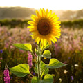 Rare Taiyo Sunflower Seeds - Heirloom Non-GMO Seeds for Tall 8-10 ft Helianthus annuus Garden Flowers