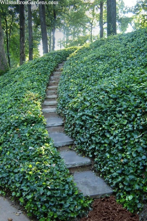 English Ivy Cuttings - 40 Non-Rooted Hedera helix Propagation Clippings - Deep Green Perennial Vine