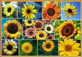 Sunflower Seeds for Planting - Exotic Colors Mix, 100+ Helianthus annuus, Vibrant Flower Seeds for Garden, Pollinator Attracting