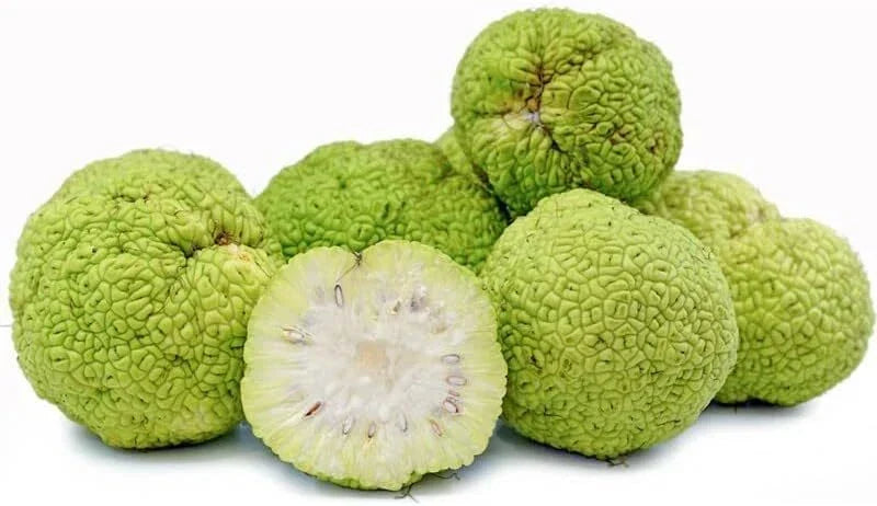 Hedge Apple Seeds - 10+ Osage Orange Maclura Pomifera for Landscaping, Natural Fences & Wildlife Habitat