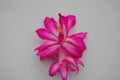 Christmas Cactus Starter Plant - Well-Rooted Schlumbergera Truncata - Rossmore Harry Variety - Indoor, Drought-Tolerant, Pet-Friendly