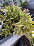 Aloe Juvenna Succulent Plant - 4 Inch Pot, Tiger Tooth Aloe, Green Spiky Leaves, Indoor Houseplant