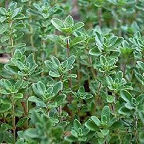 Organic Thyme Seeds - Heirloom Thymus vulgaris Culinary Herb Pack of 20% Off