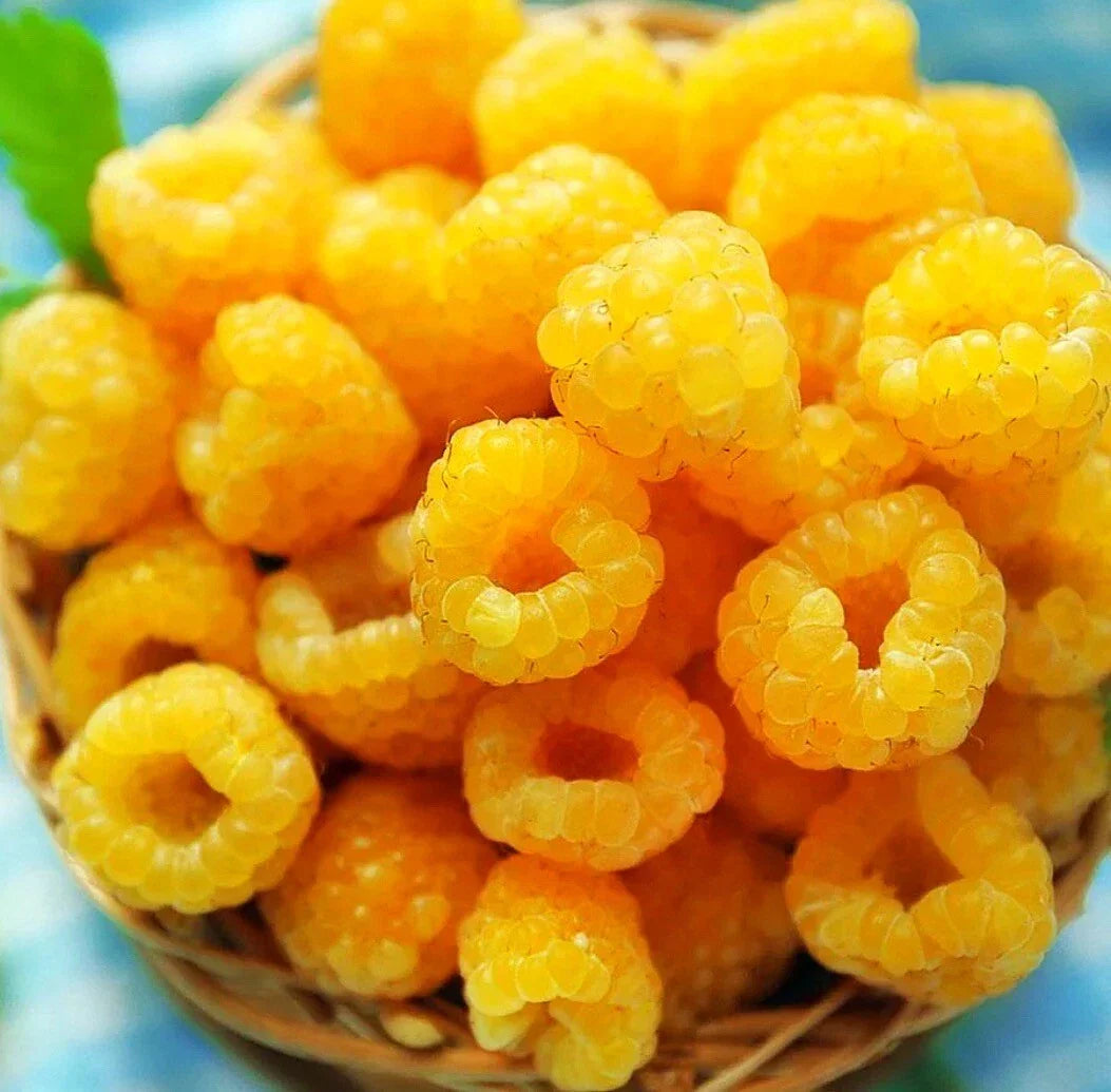 Raspberry Plants - 4 Live Fall Gold Variety - Rubus idaeus - Golden Raspberry Bushes for Garden, Patio, or Containers
