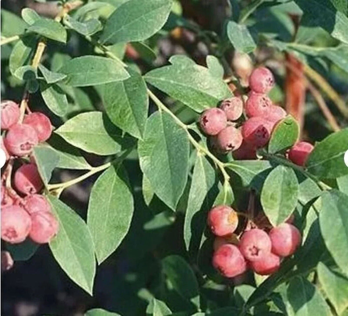 Florida Rose Blueberry Plants - 3 Pack Edible Rabbiteye Vaccinium spp. Pink Fruit, Low Chilling, Home Garden