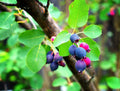 Saskatoon Serviceberry Seeds - 30 Pack, Amelanchier alnifolia, Hardy Fruit Bush Seeds for Planting, Edible Berries, Ornamental Shrub