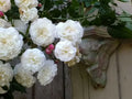 Rambler Rose Plant Bare Root | Felicite et Perpetual Climbing Rose | Rosa 'Felicite et Perpetuelle'