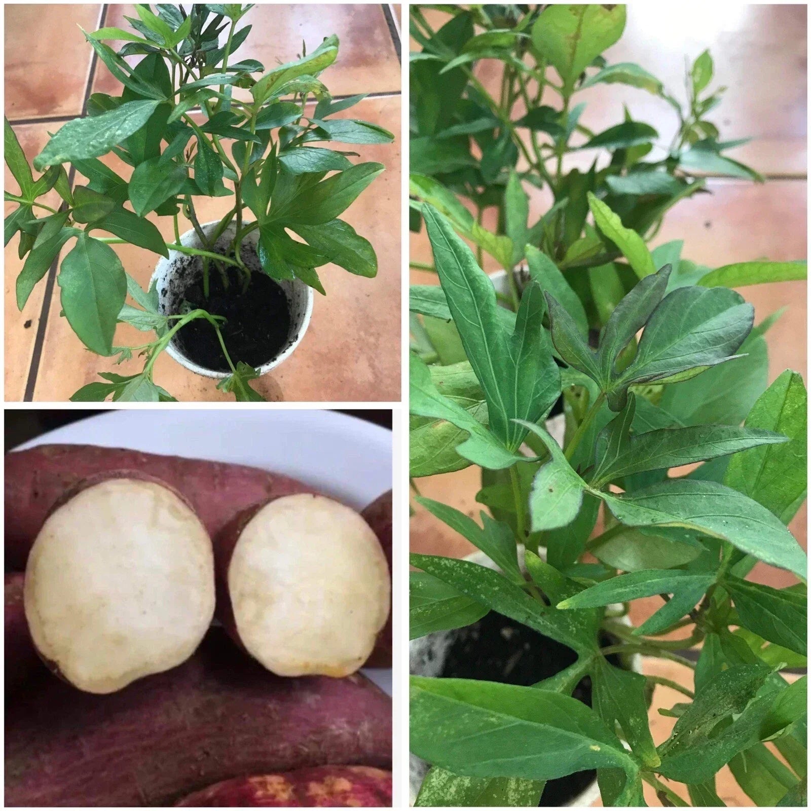 Rooted Red Skin White Sweet Potato Plants in Cups – Ipomoea batatas, Easy to Grow, High Yield, Culinary & Garden Use