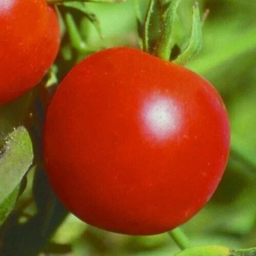 Glacier Tomato Seeds - 100+ Count, Determinate Variety for Sauces & Salads, Solanum lycopersicum, Compact, High-Yield Vegetable Seeds