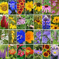 Wildflower Seeds Mix 2 oz – 28 Varieties for Bees & Butterflies, Native Flora, Pollinator Garden Seeds