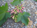 Sycamore Maple Seeds Pack - Acer pseudoplatanus - Tree Seeds for Planting, Shade Tree, Garden, Landscaping