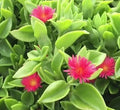 Aptenia Cordifolia Red Apple Sun Rose Cuttings - 48 Pcs for Rooting, Succulent Ground Cover, Bright Red Blooms, Easy Care