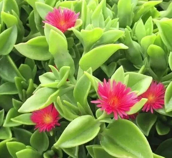 Aptenia Cordifolia Red Apple Sun Rose Cuttings - 48 Pcs for Rooting, Succulent Ground Cover, Bright Red Blooms, Easy Care