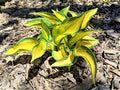 Hosta 'Orange Marmalade' Perennial Plant – Well-Rooted, Golden-Orange Foliage, Shade Tolerant, Low Maintenance, Garden, Container, Hosta hybrida