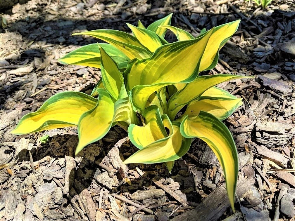 Hosta 'Orange Marmalade' Perennial Plant – Well-Rooted, Golden-Orange Foliage, Shade Tolerant, Low Maintenance, Garden, Container, Hosta hybrida