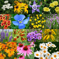 Perennial Flower Seed Mix - 17 Varieties, Colorful Wildflowers for Garden, Pollinator Attracting, Easy to Grow, Non-GMO Seeds