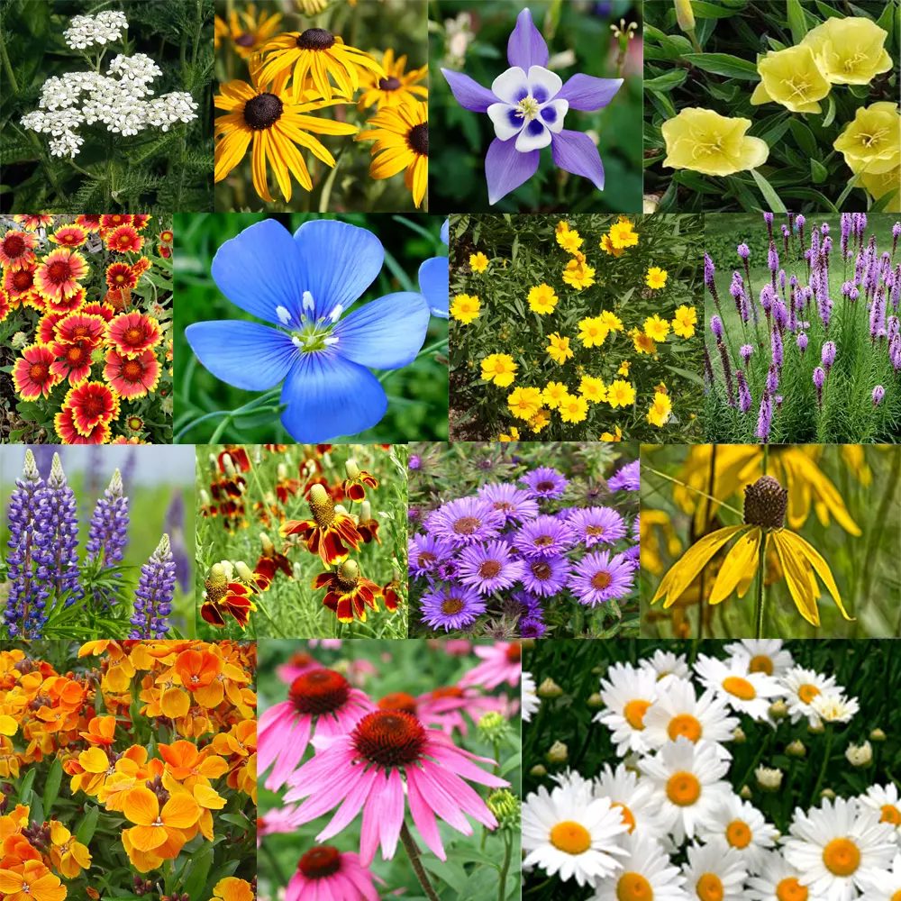 Perennial Flower Seed Mix - 17 Varieties, Colorful Wildflowers for Garden, Pollinator Attracting, Easy to Grow, Non-GMO Seeds