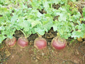 Purple Top Rutabaga Seeds - Organic Brassica napus Vegetable Seeds for Spring & Fall Gardening