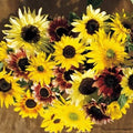 Sunflower Seeds Monet's Palette Mix - Pollenless Cut Flower Pack of 25 Helianthus annuus