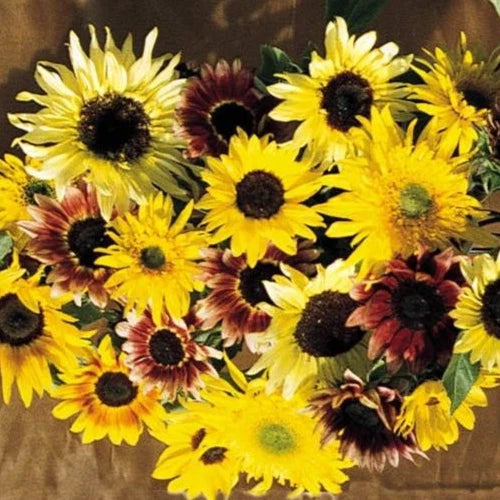 Sunflower Seeds Monet's Palette Mix - Pollenless Cut Flower Pack of 25 Helianthus annuus