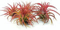 5 Pack Ionantha Fuego Red Air Plants - Live Tillandsia Variety for Indoor Decor