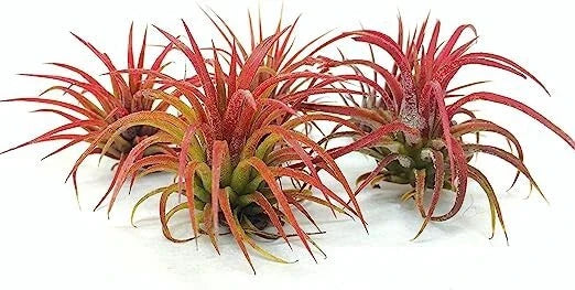 5 Pack Ionantha Fuego Red Air Plants - Live Tillandsia Variety for Indoor Decor
