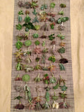 Succulent Cuttings Set - 40 Varieties, 5 Rare Species, Indoor & Outdoor Gardening, Echeveria, Sedum, Propagation