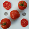 Marglobe Supreme Tomato Seeds – 25 Fresh Heirloom Solanum lycopersicum for Home Garden & Container Planting