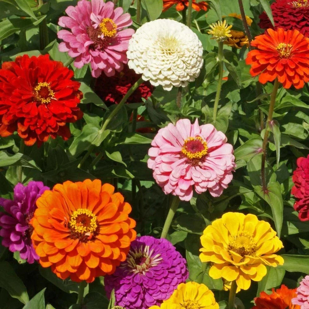 Zinnia Seeds - 100+ State Fair Mix - Colorful Garden Flowers - Zinnia elegans - Non-GMO, Full Sun, Easy to Grow