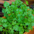 Cilantro Seeds 200+ Heirloom Non-GMO Coriandrum sativum Herb Seeds for Gardening & Cooking