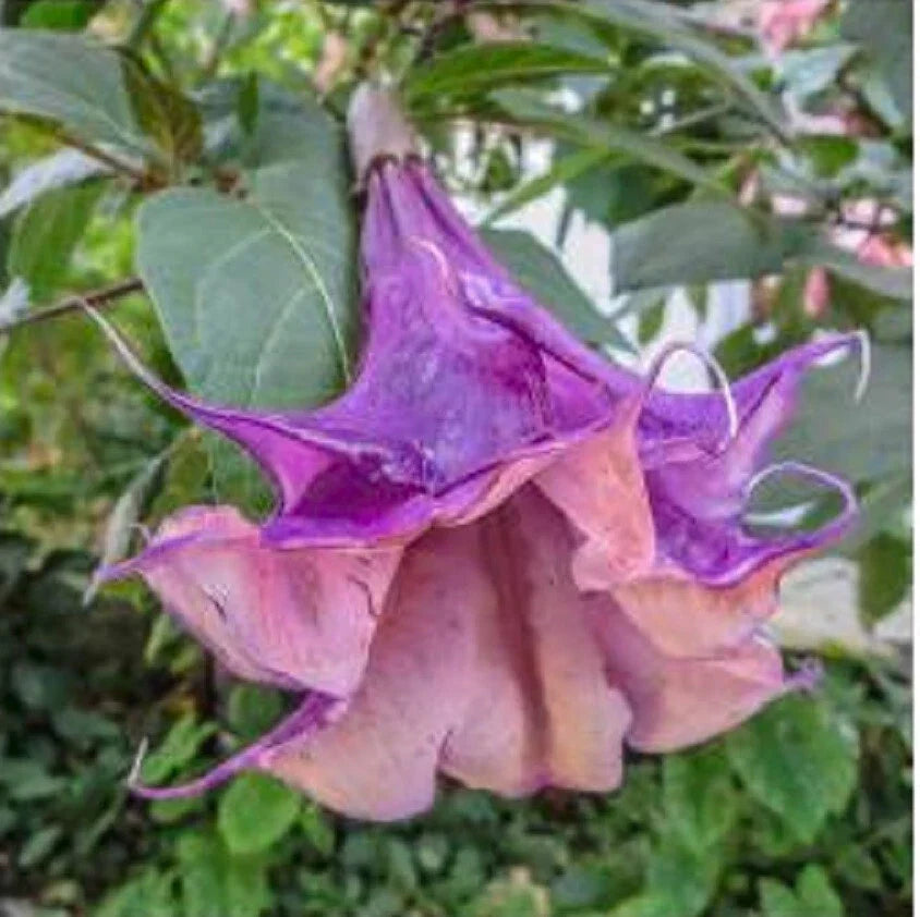 Angel Trumpet Seeds - 10 Sandra Cansa Brugmansia suaveolens - Fragrant Cream Yellow Flowers - Exotic Garden Planting