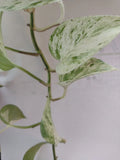 Pothos Cuttings 2-3 Nodes Non-Rooted Epipremnum aureum Houseplant Propagation Greenery