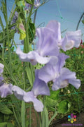 Chatsworth Sweet Pea Seeds - 50+ Pack, Fragrant Annual Flowering Vine, Lathyrus odoratus, Garden Planting, USA Grown