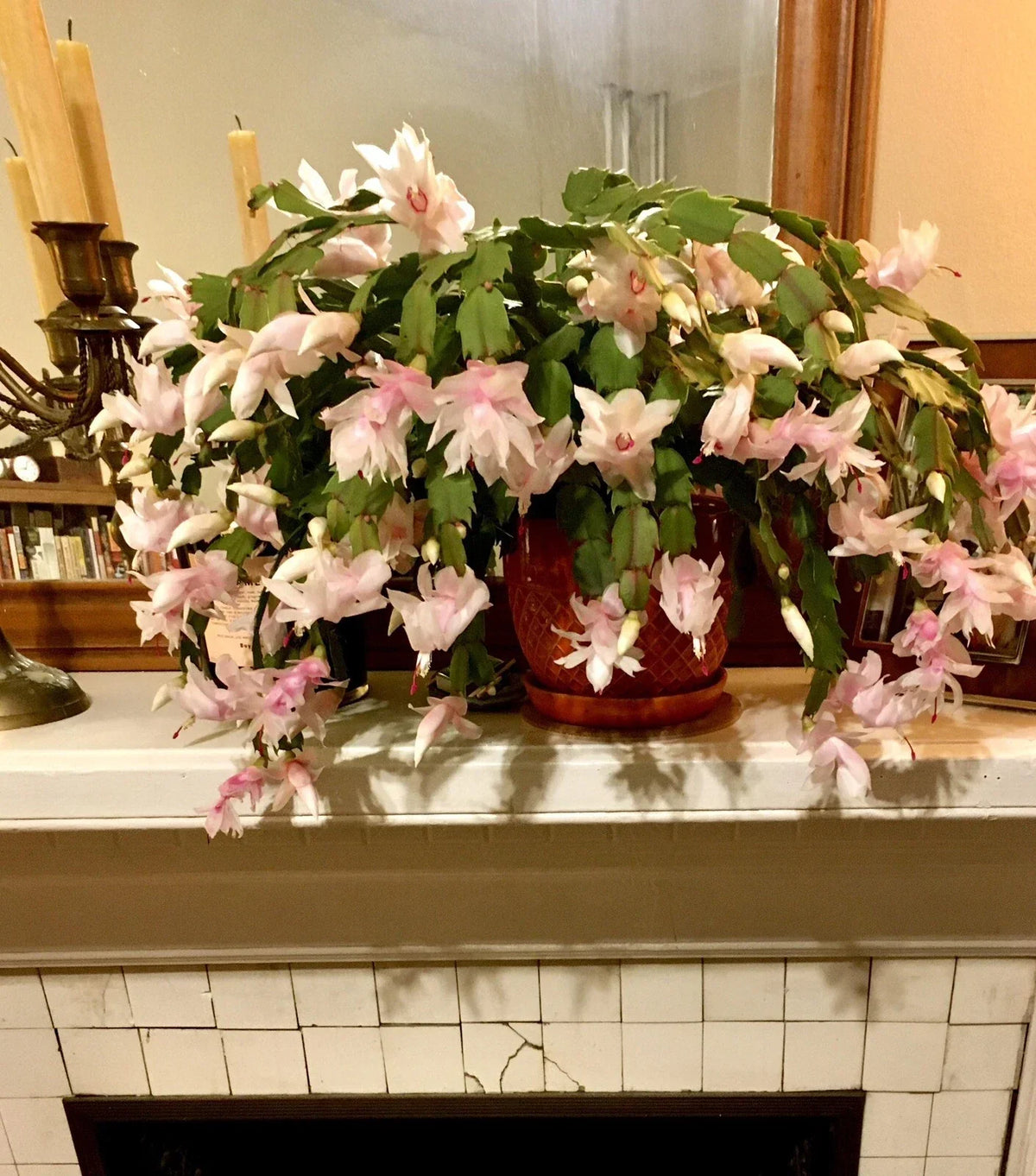 Rare Peach Beauty Thanksgiving Cactus Cuttings - 3 Segments Schlumbergera truncata, Indoor Plant Propagation, Unique Blooming Succulent
