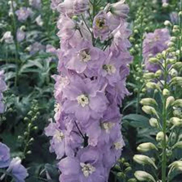 Giant Imperial Larkspur Seeds - 100+ Packets for Cut Flowers - Delphinium ajacis - Annual, Vibrant Blooms