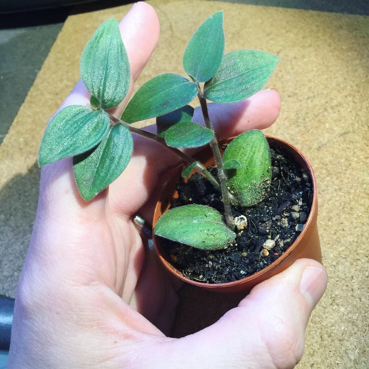 Tradescantia chrysophylla 'Baby Bunny Bellies' Starter Plant – RARE Soft Foliage, Trailing, Indoor Garden